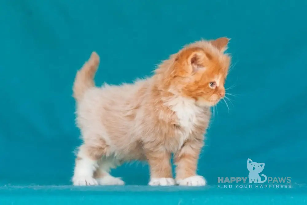 Eustace Maine Coon Male Red Tabby Bicolour Live Animals