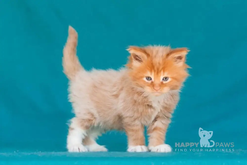 Eustace Maine Coon Male Red Tabby Bicolour Live Animals