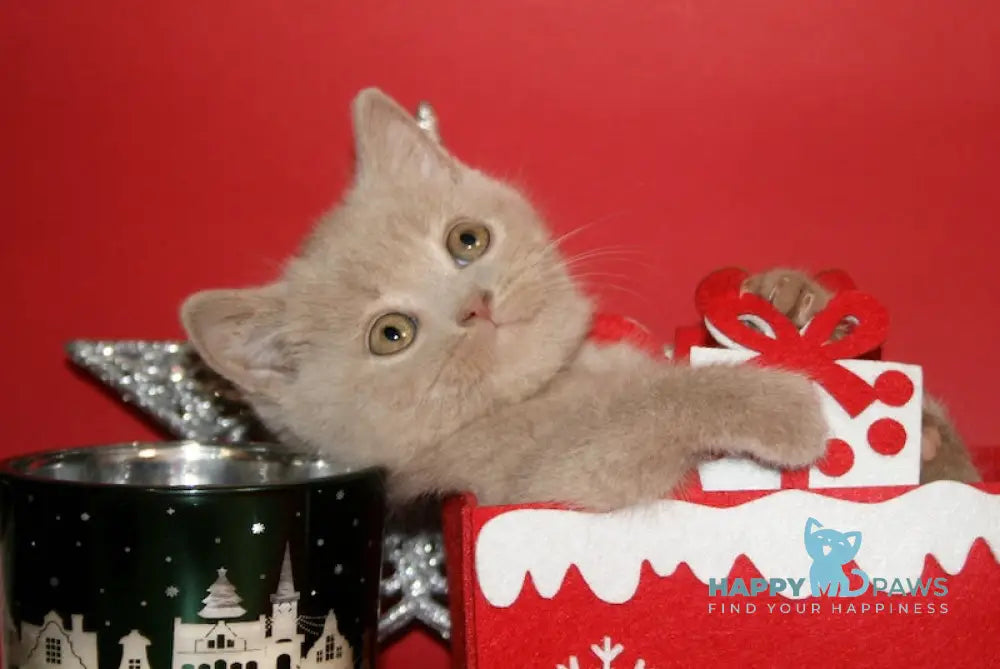 Evnika British Shorthair Female Fawn Live Animals