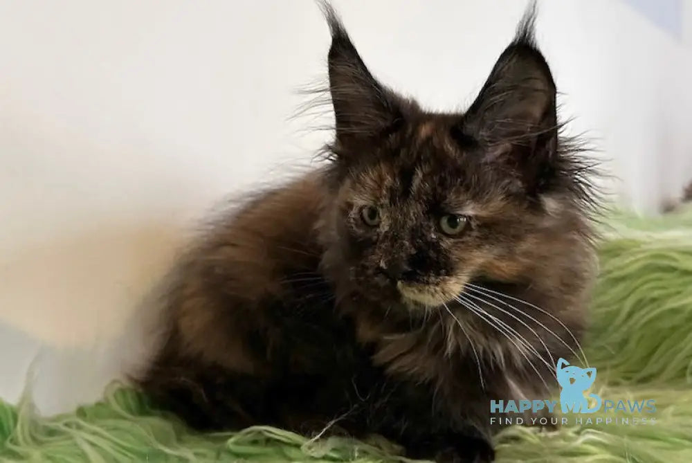 Faina Maine Coon Female Black Tortie Live Animals