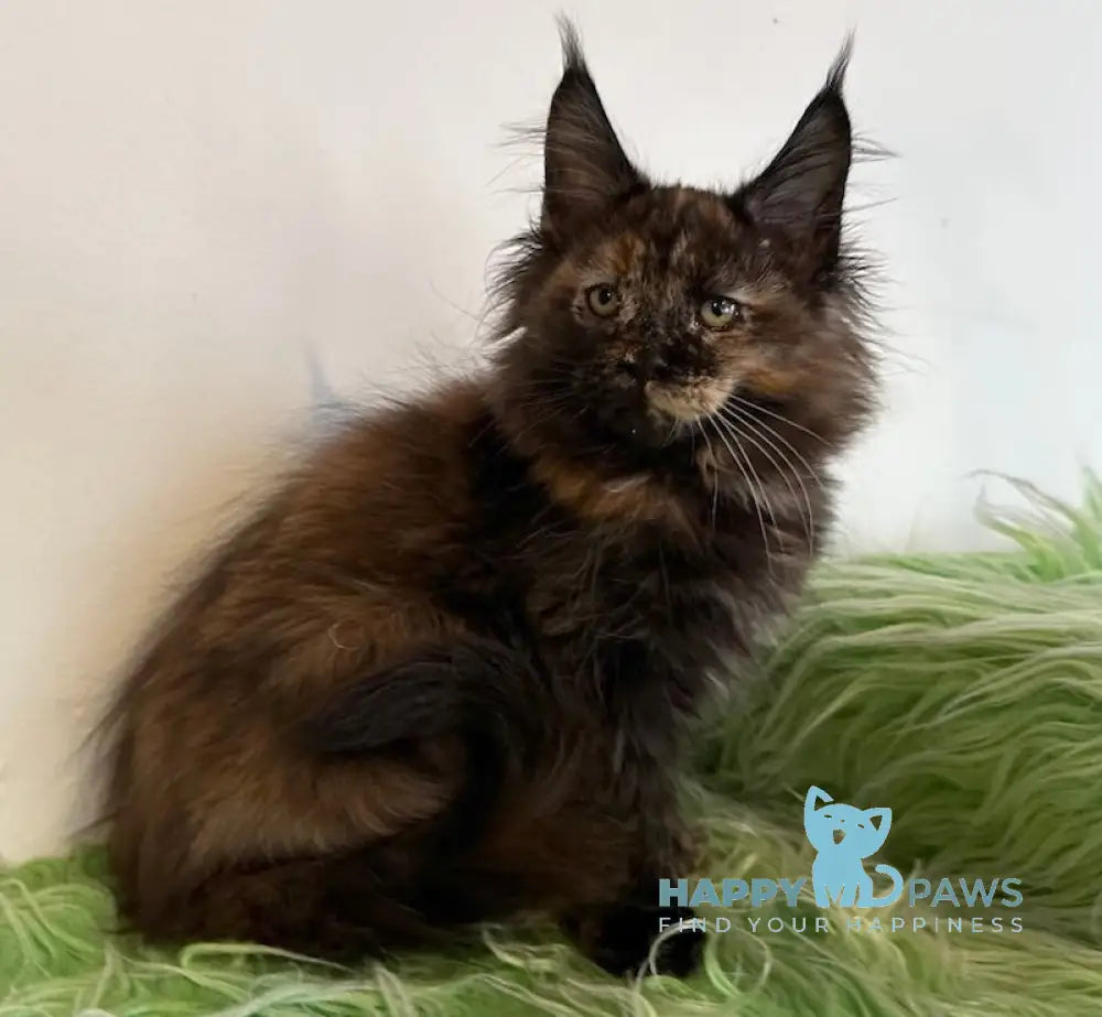 Faina Maine Coon Female Black Tortie Live Animals