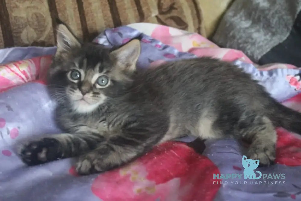 Faraon Maine Coon male black tabby live animals