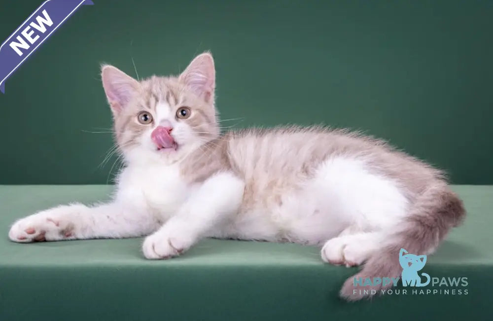 Fedot Selkirk Rex male lilac spotted tabby bicolour live animals