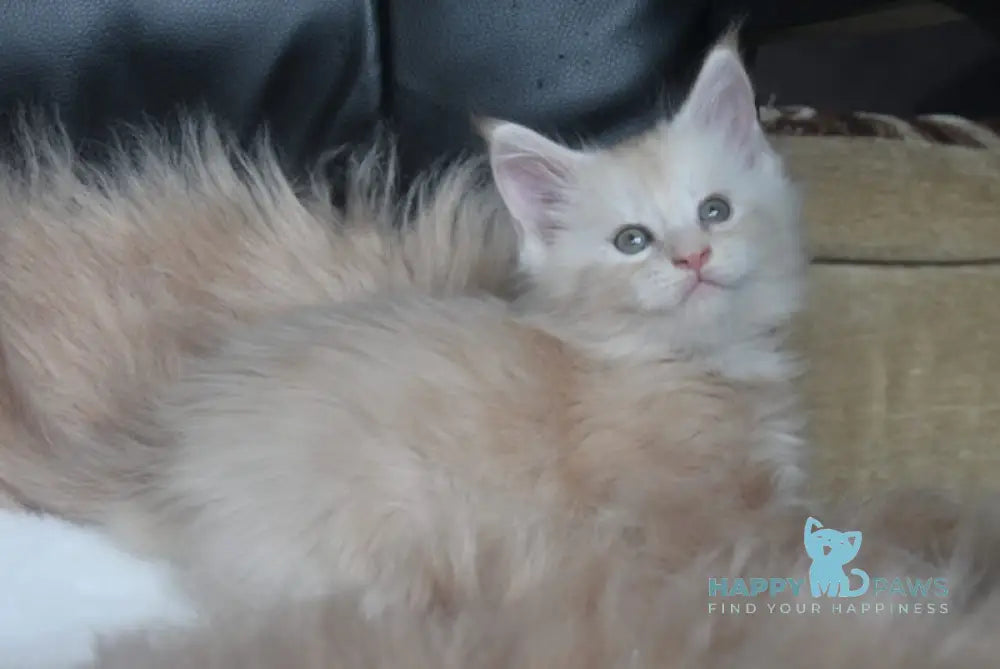 Fenix Maine Coon male cream smoke live animals