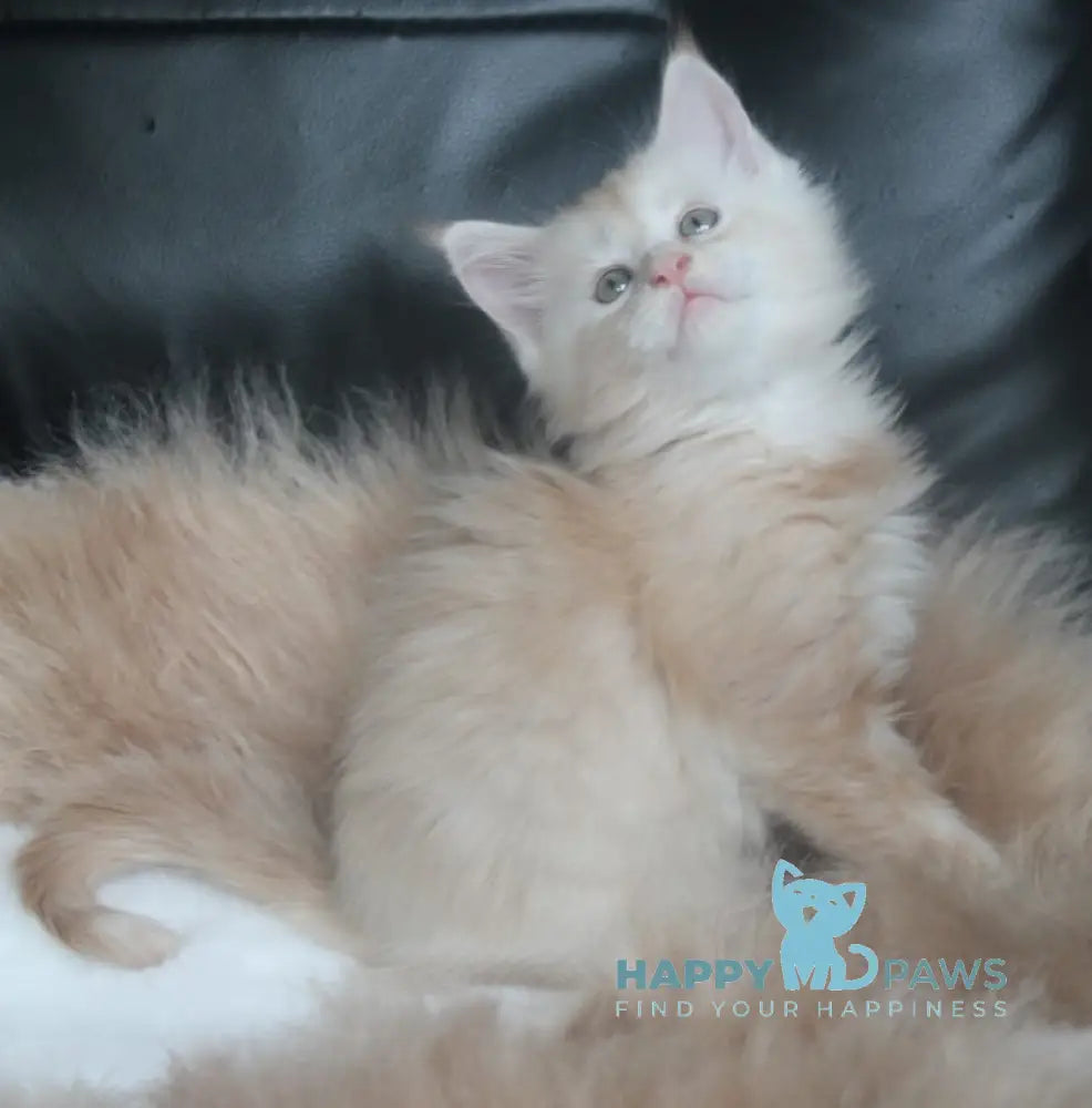 Fenix Maine Coon male cream smoke live animals