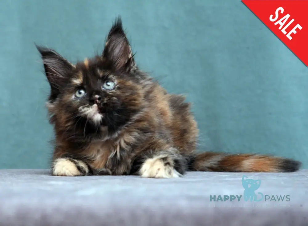 Fiffa Maine Coon Female Black Tortie Live Animals