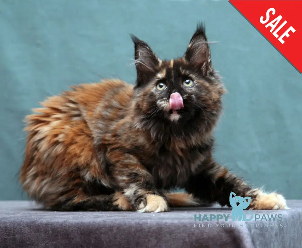 Fiffa Maine Coon Female Black Tortie Live Animals