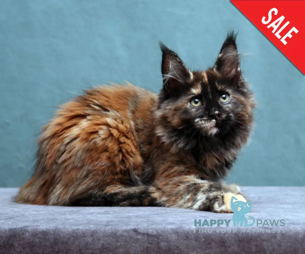 Fiffa Maine Coon Female Black Tortie Live Animals