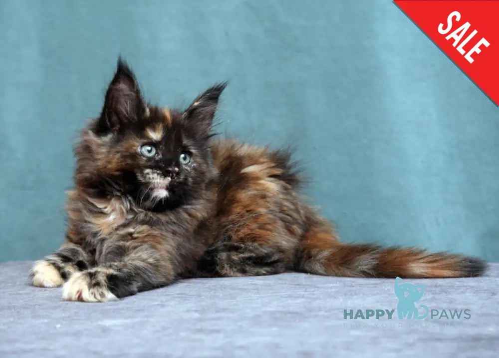 Fiffa Maine Coon Female Black Tortie Live Animals