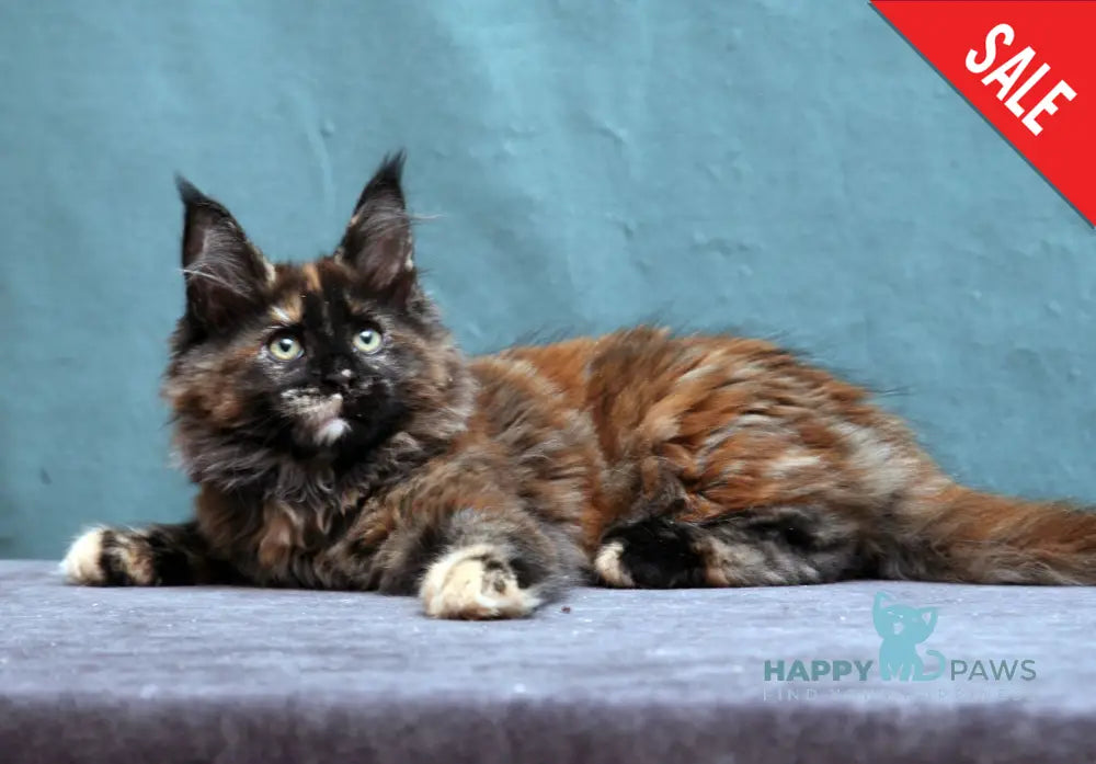 Fiffa Maine Coon Female Black Tortie Live Animals