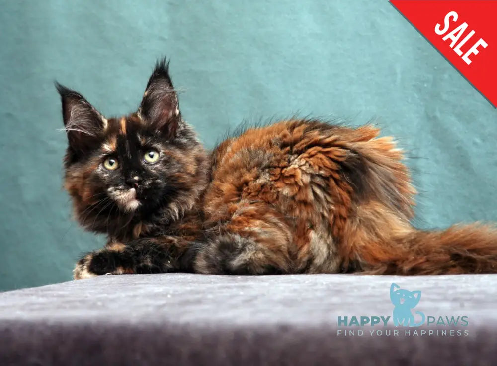 Fiffa Maine Coon Female Black Tortie Live Animals