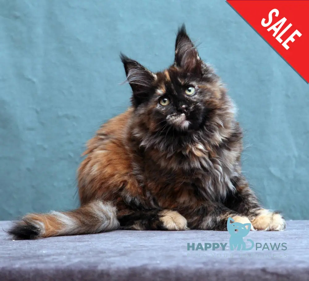 Fiffa Maine Coon Female Black Tortie Live Animals