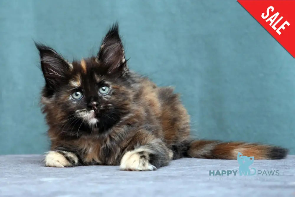 Fiffa Maine Coon Female Black Tortie Live Animals