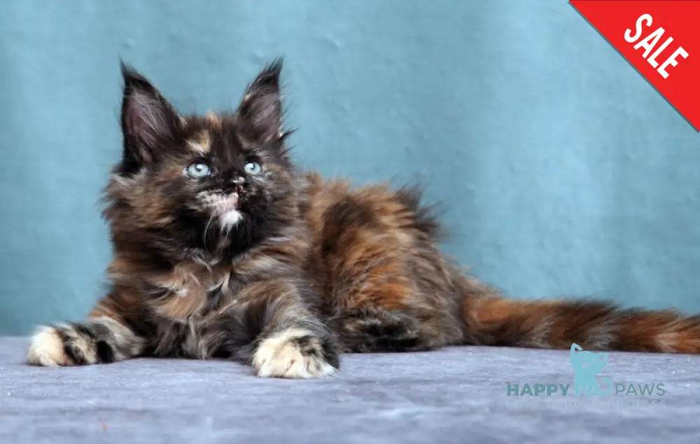 Fiffa Maine Coon Female Black Tortie Live Animals