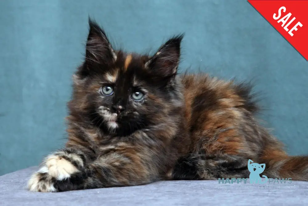 Fiffa Maine Coon Female Black Tortie Live Animals