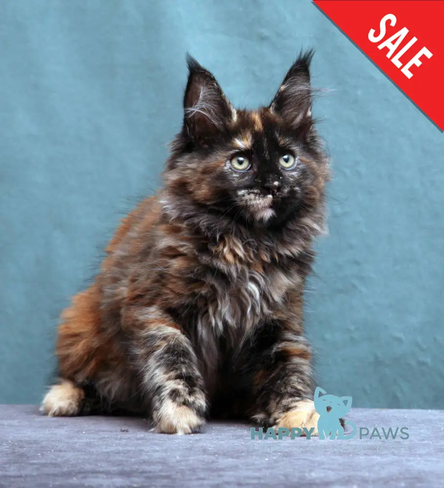 Fiffa Maine Coon Female Black Tortie Live Animals