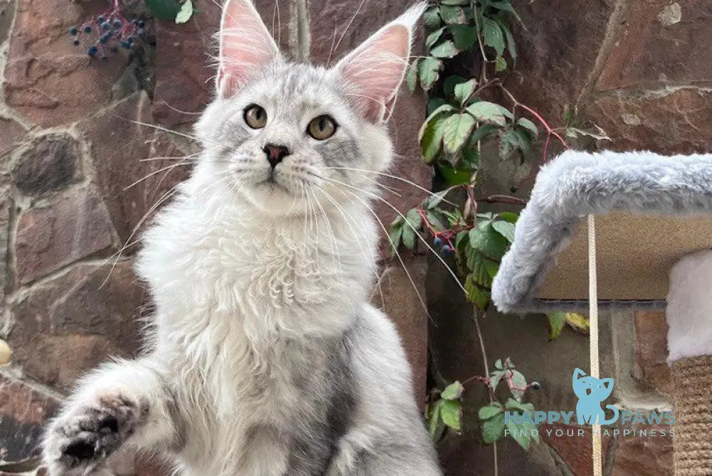 Fiji Maine Coon Male Blue Silver Tabby Live Animals