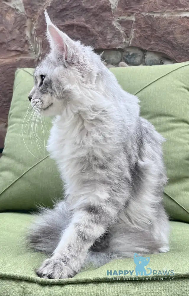 Fiji Maine Coon Male Blue Silver Tabby Live Animals