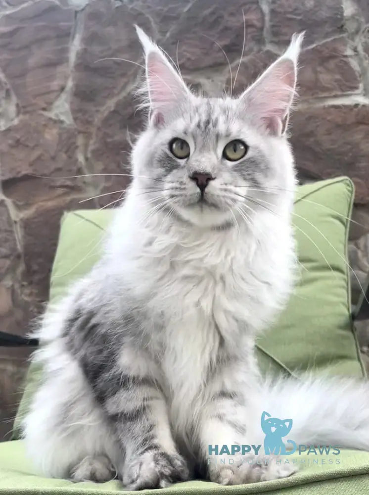 Fiji Maine Coon Male Blue Silver Tabby Live Animals