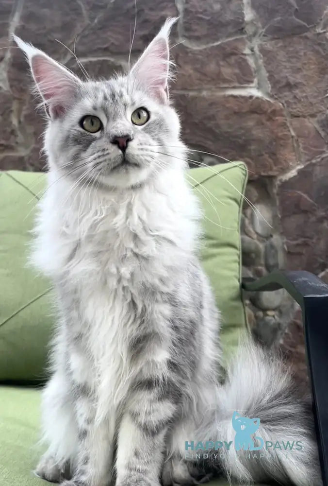 Fiji Maine Coon Male Blue Silver Tabby Live Animals