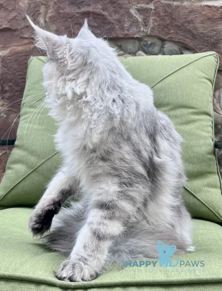 Fiji Maine Coon Male Blue Silver Tabby Live Animals