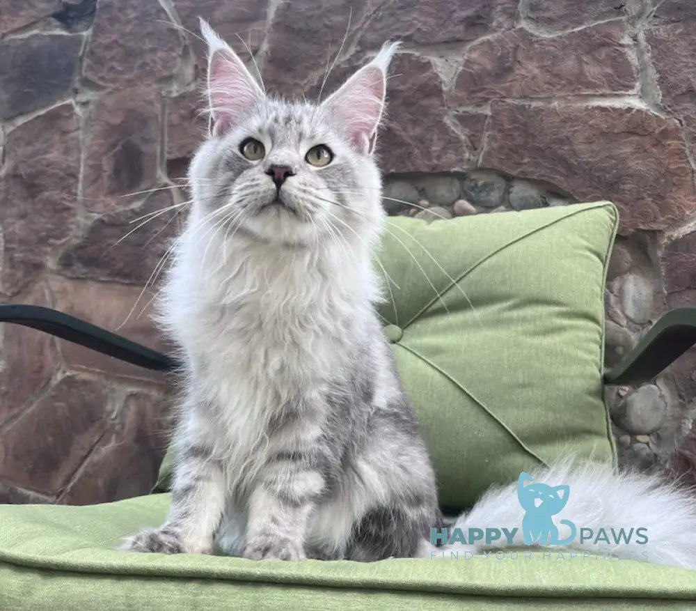 Fiji Maine Coon Male Blue Silver Tabby Live Animals