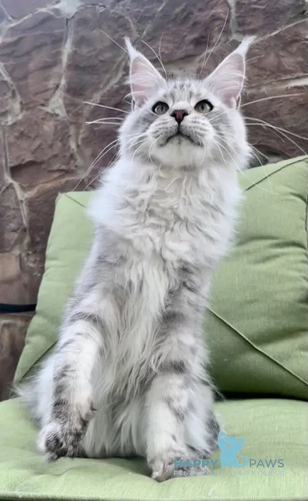 Fiji Maine Coon Male Blue Silver Tabby Live Animals