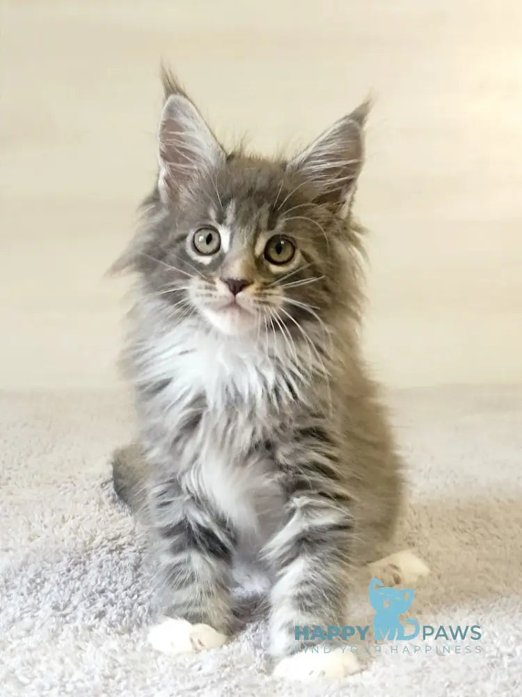 Fiona Maine Coon Male Blue Tabby With White Live Animals