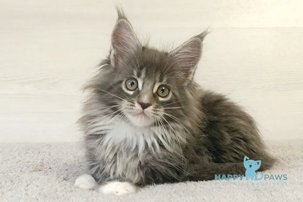 Fiona Maine Coon Male Blue Tabby With White Live Animals