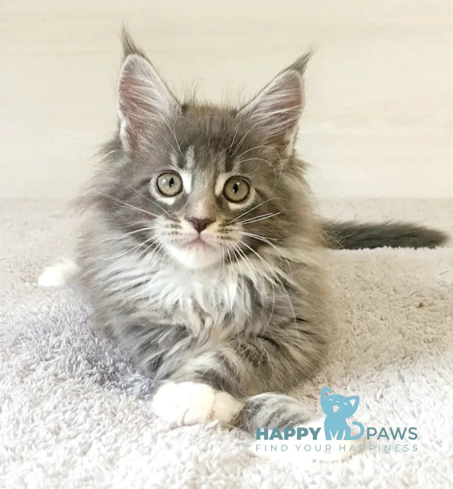 Fiona Maine Coon Male Blue Tabby With White Live Animals