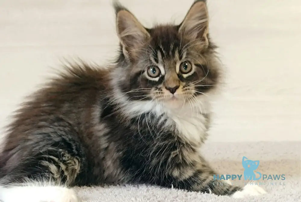 Fleur Maine Coon Female Black Tabby With White Live Animals