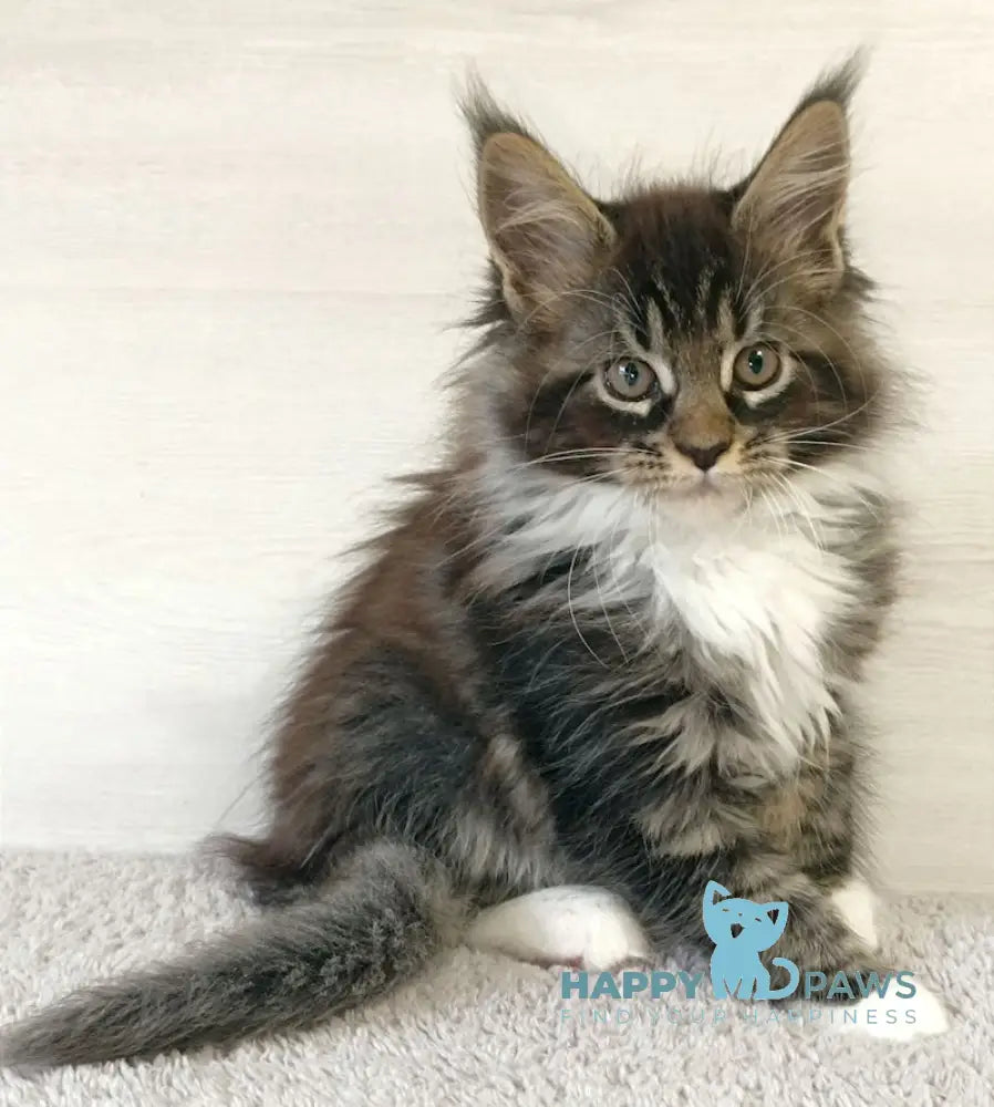 Fleur Maine Coon Female Black Tabby With White Live Animals