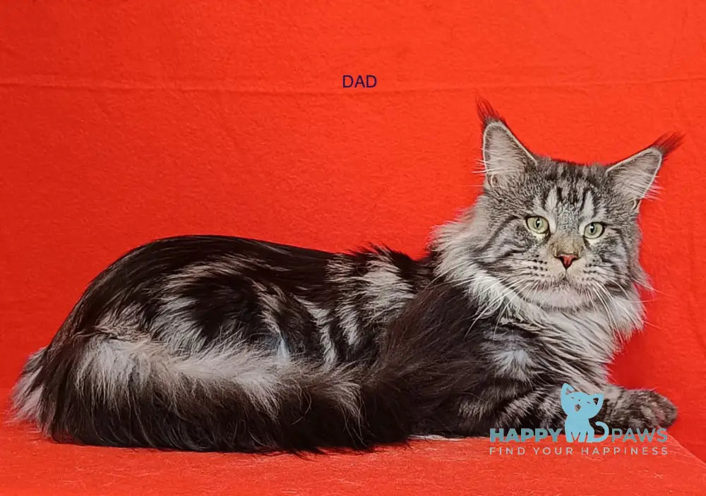 Fleur Maine Coon Female Black Tabby With White Live Animals