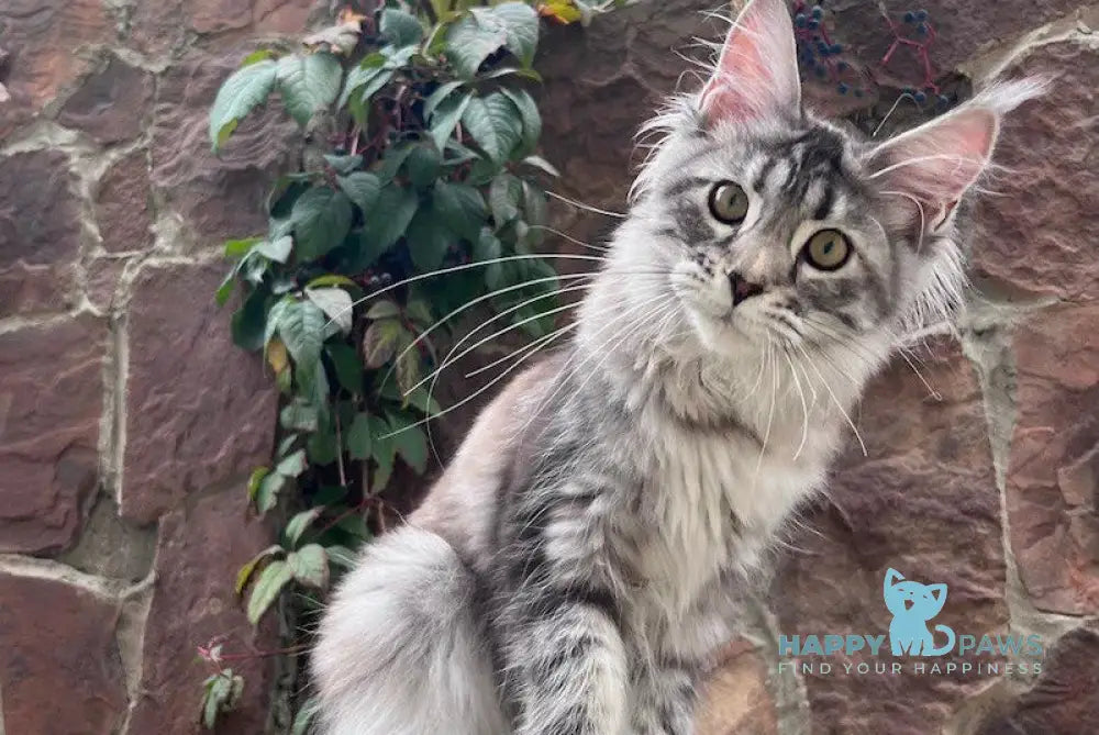 Flexi Maine Coon Female Black Tortie Silver Tabby Live Animals