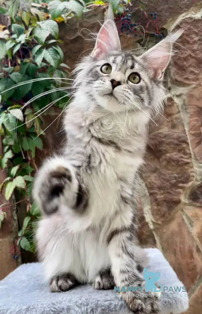 Flexi Maine Coon Female Black Tortie Silver Tabby Live Animals