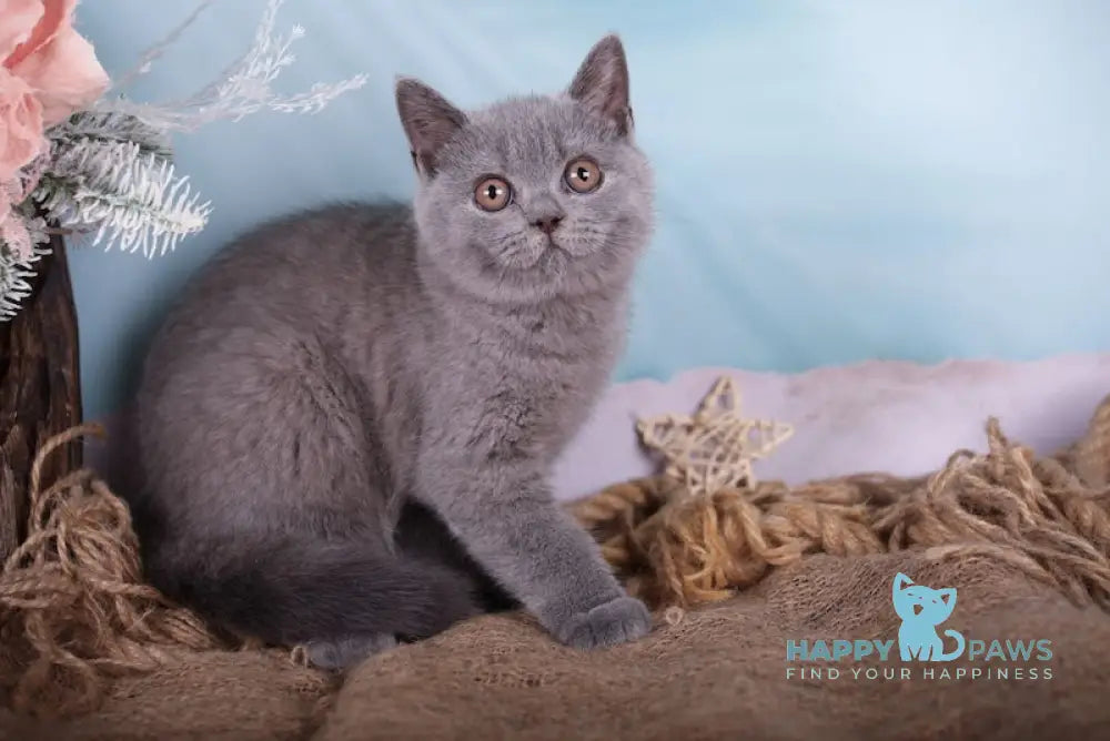 Flicka British Shorthair Female Blue Live Animals