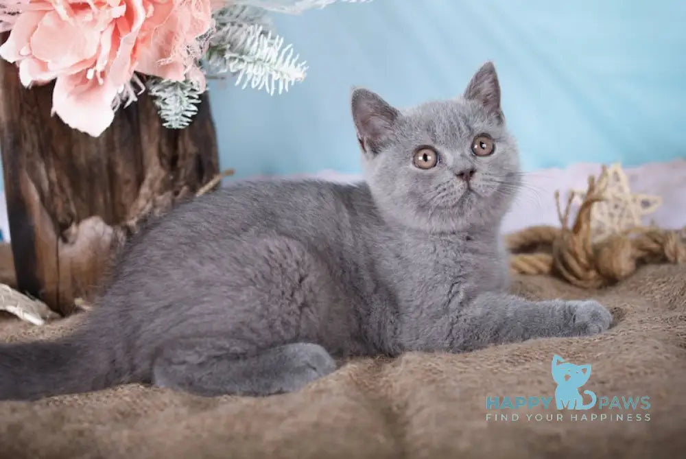 Flicka British Shorthair Female Blue Live Animals