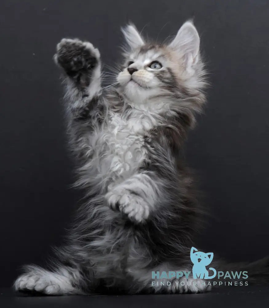 Flora Maine Coon Polydactyl Female Black Silver Tabby Live Animals