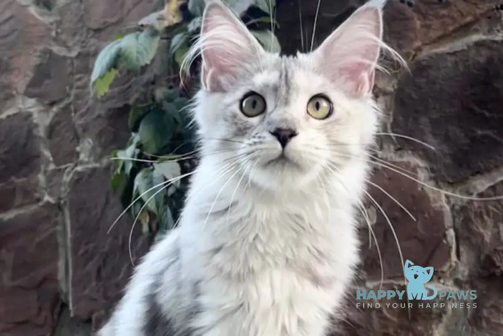 Florida Maine Coon Female Blue Tortie Silver Tabby Live Animals