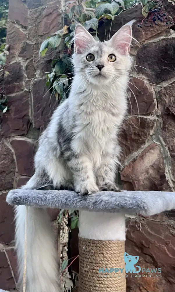 Florida Maine Coon Female Blue Tortie Silver Tabby Live Animals