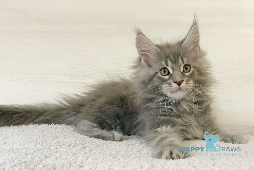 Floyd Maine Coon Male Blue Tabby Live Animals