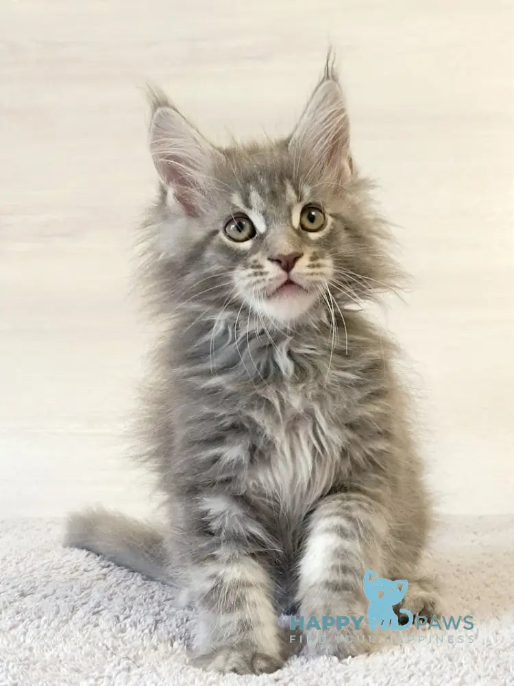 Floyd Maine Coon Male Blue Tabby Live Animals