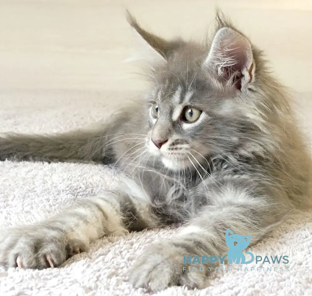 Floyd Maine Coon Male Blue Tabby Live Animals