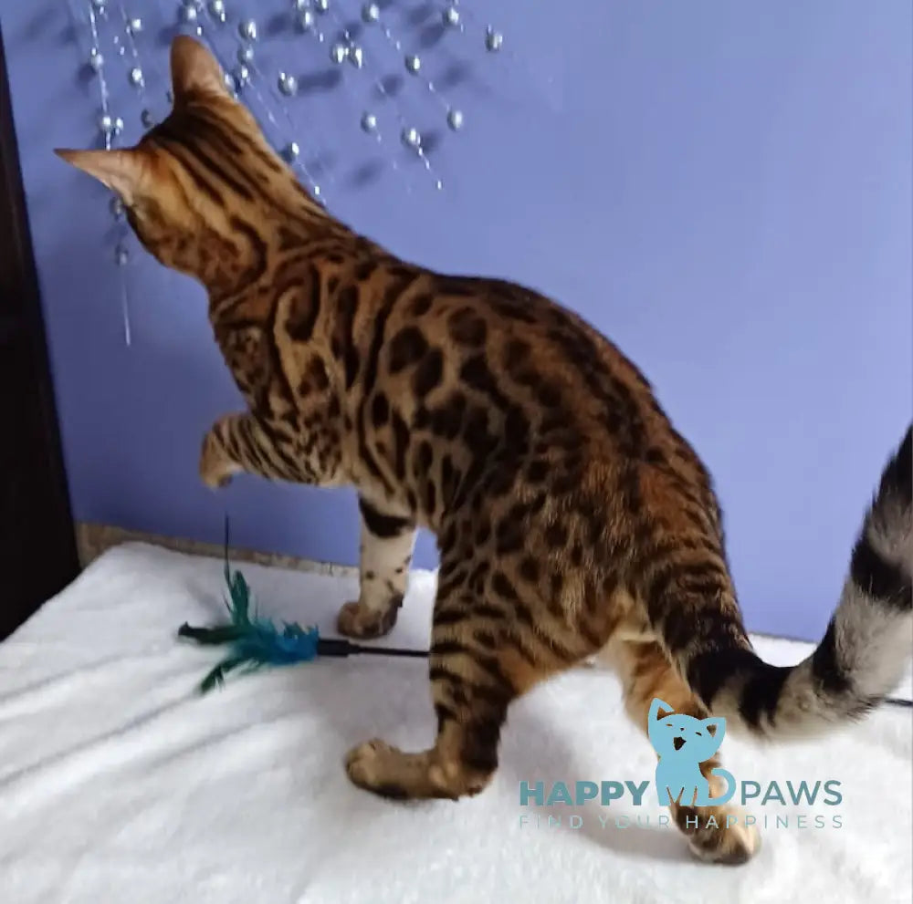 Flying Fox Bengal Male Black Spotted Tabby Live Animals