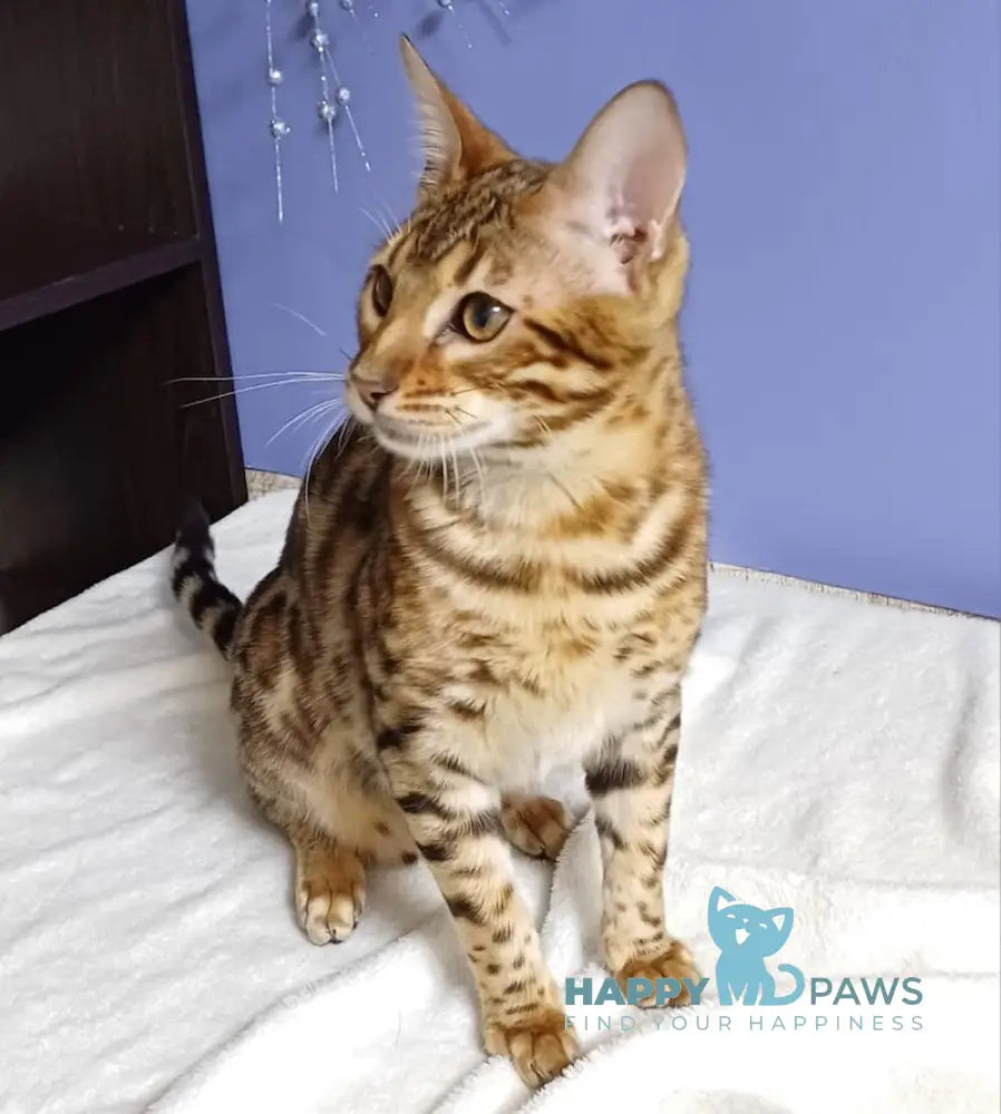 Flying Fox Bengal Male Black Spotted Tabby Live Animals