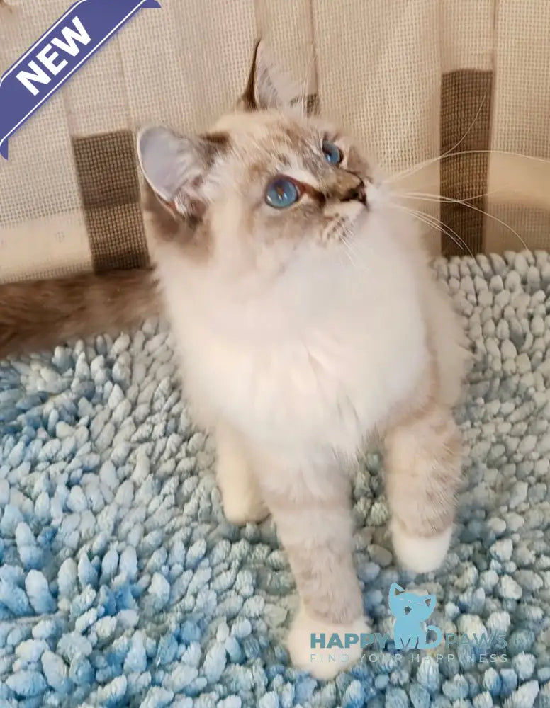 Foma Ragdoll Male Seal Tabby Mitted Live Animals