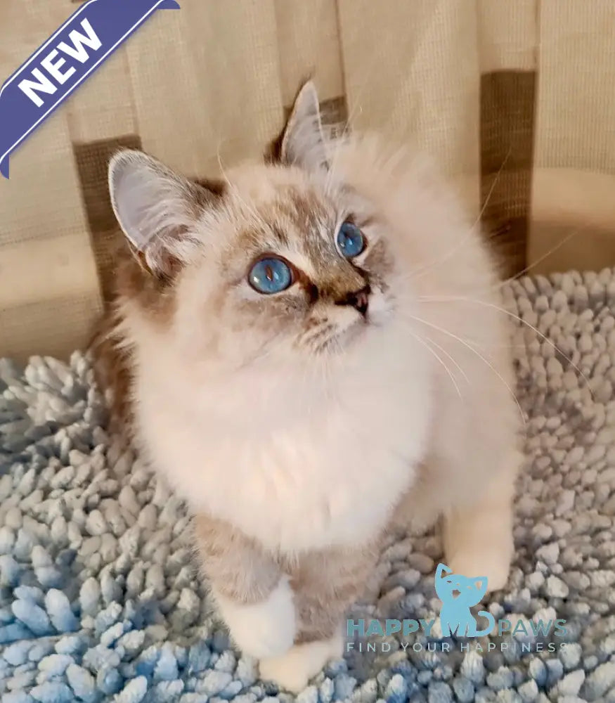 Foma Ragdoll Male Seal Tabby Mitted Live Animals