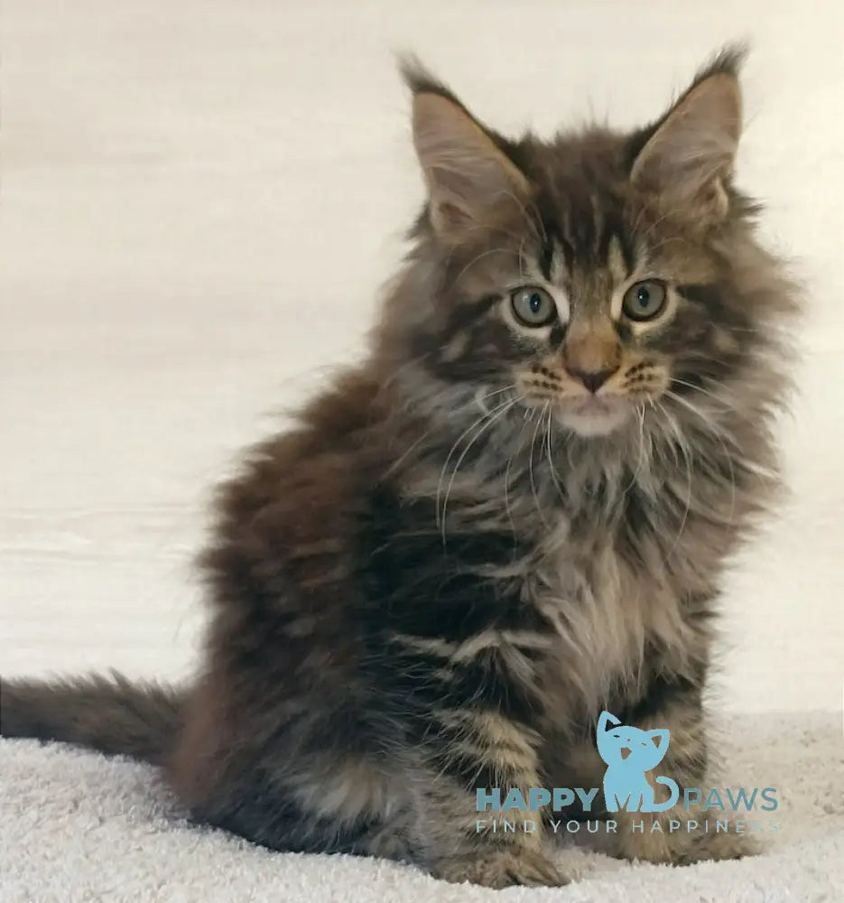 Forest Maine Coon Male Black Tabby Live Animals