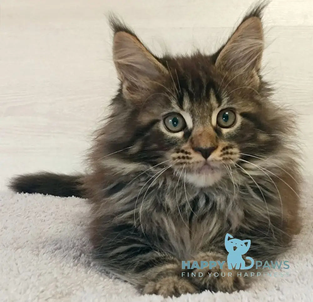 Forest Maine Coon Male Black Tabby Live Animals