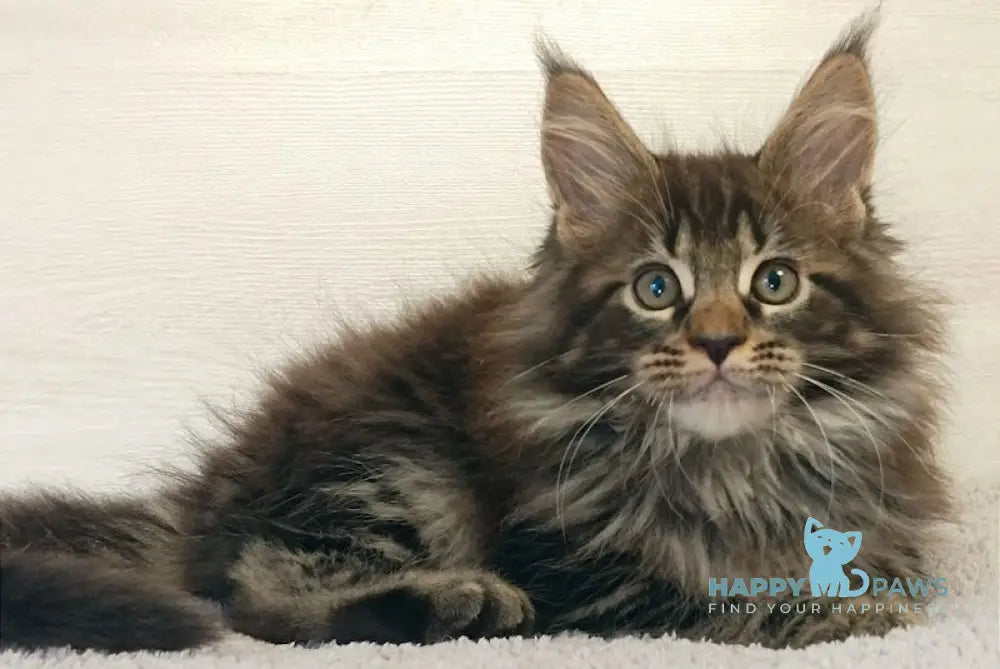 Forest Maine Coon Male Black Tabby Live Animals